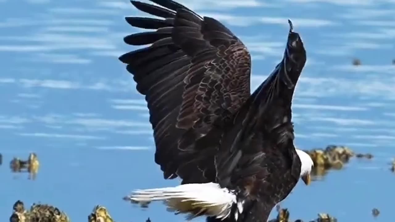 Blas Eagle
