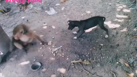 Monkey aur doggy entertainment funny video