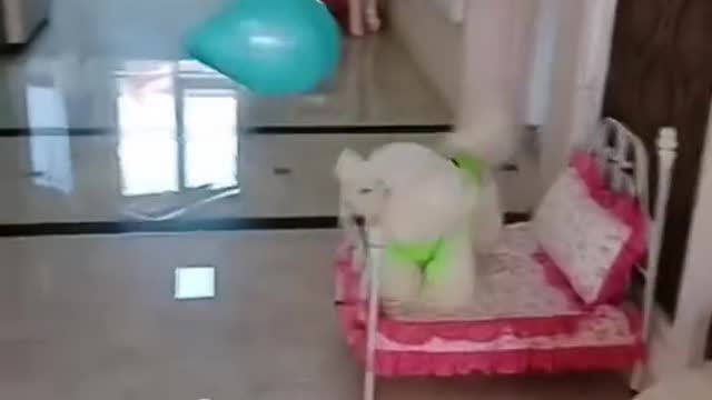 SUPER FUNNY DOG PLAYING WITH BALLOON