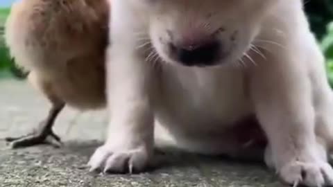 Cute born puppy sleeping with her bird friend