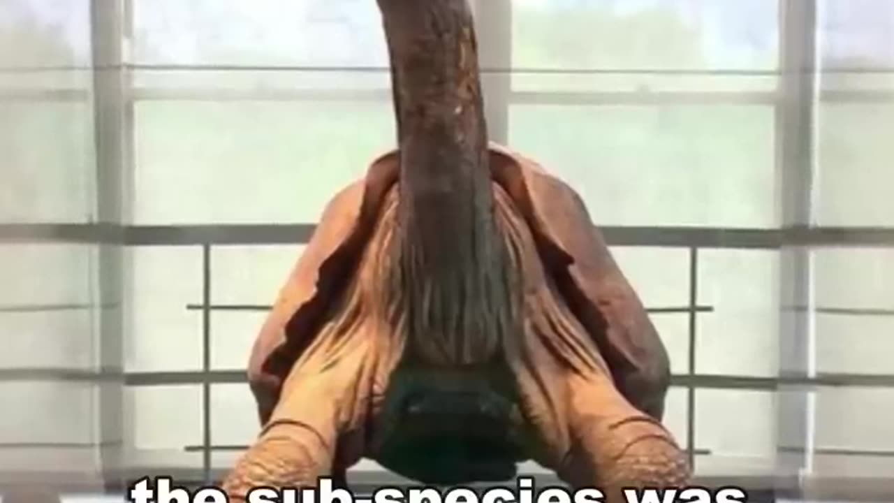 Meet Lonesome George. The loneliest animal in the world