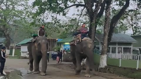 Elephants ready for ride