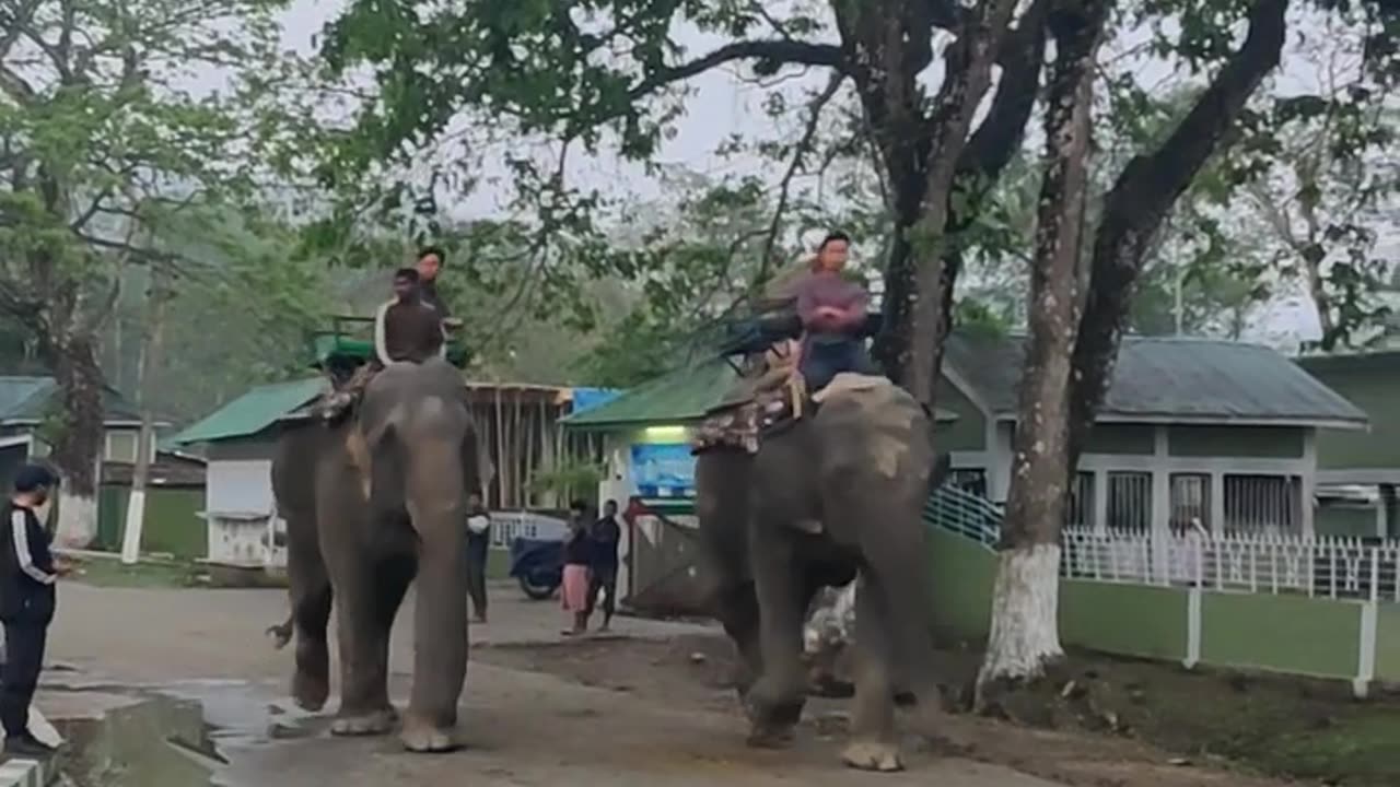 Elephants ready for ride