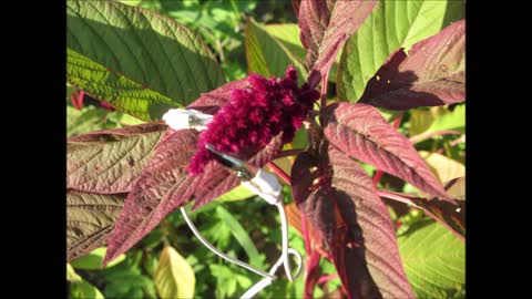 Unwithering Amaranth July 2021