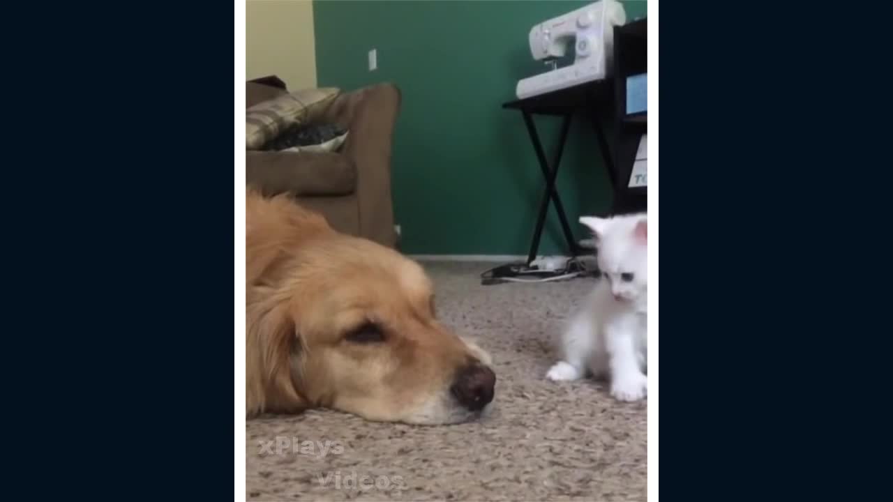 Cats and dogs cute and funny compilation (part 2)