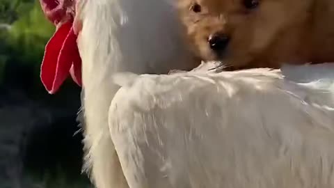 puppy play with Cock