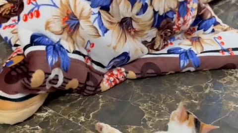 my cute cat ( những chú mèo cute của tôi )#catlover #cats #cutecat #cat #shorts