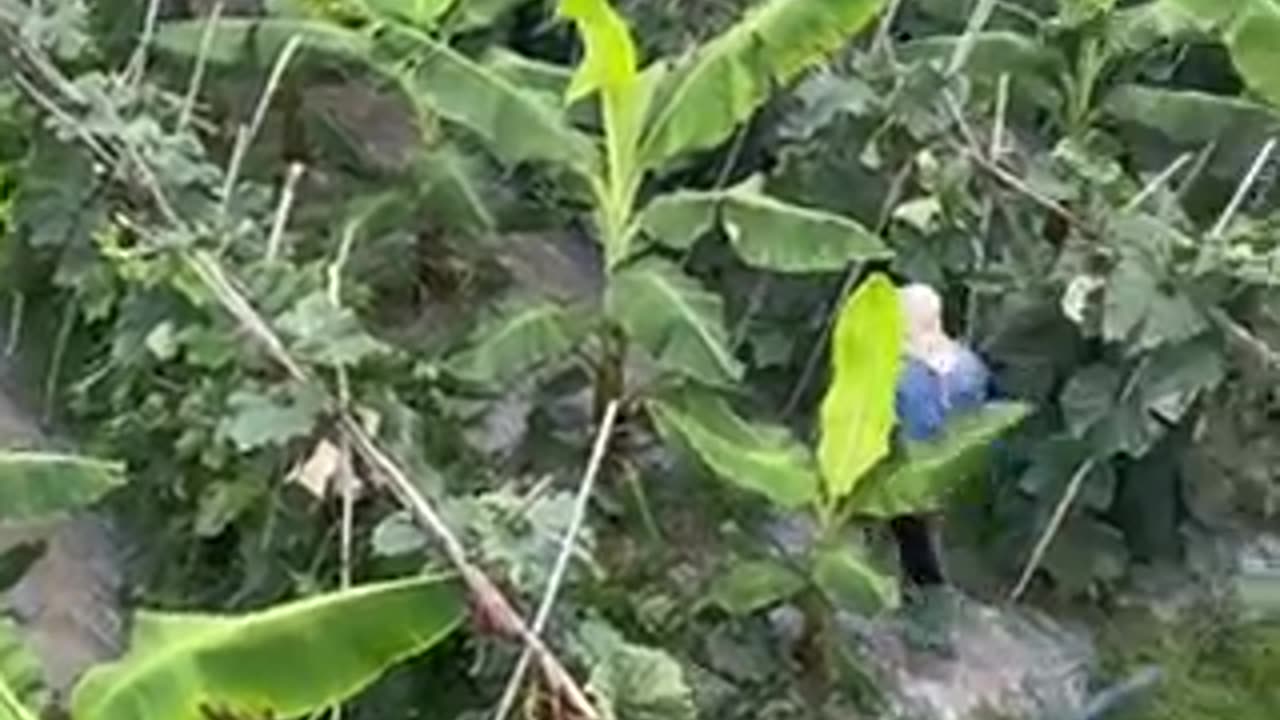 Pepino gigante?