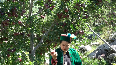 Apple Harvesting in kinnaur HP 🍎🍏