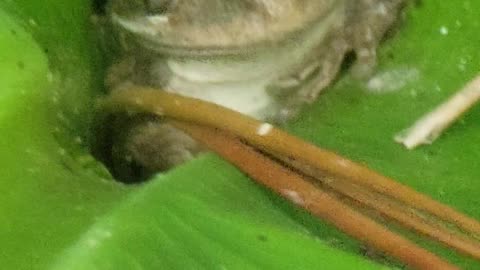 Tree Frog Hides