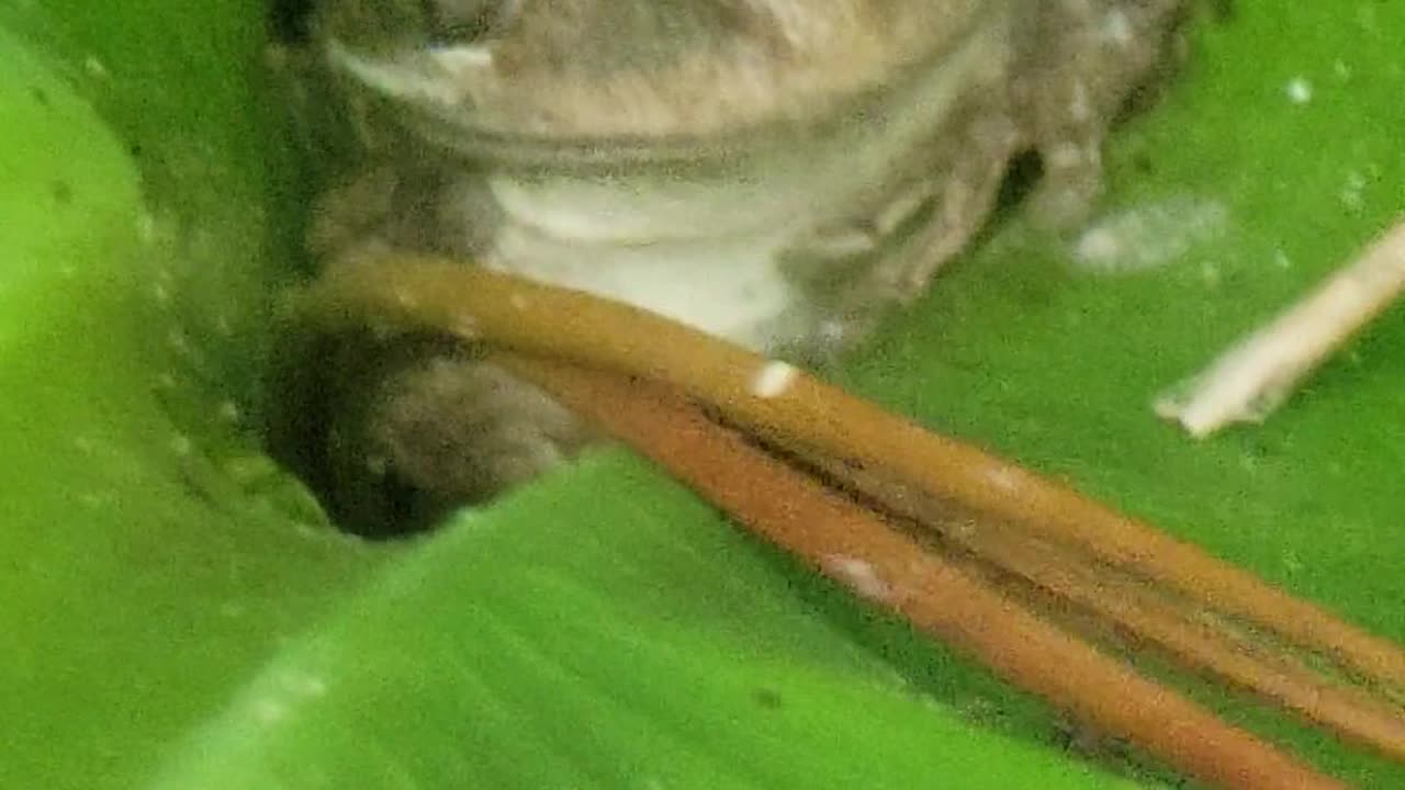 Tree Frog Hides