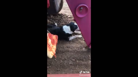 funny animal tic tocs 😂🤣☠💀