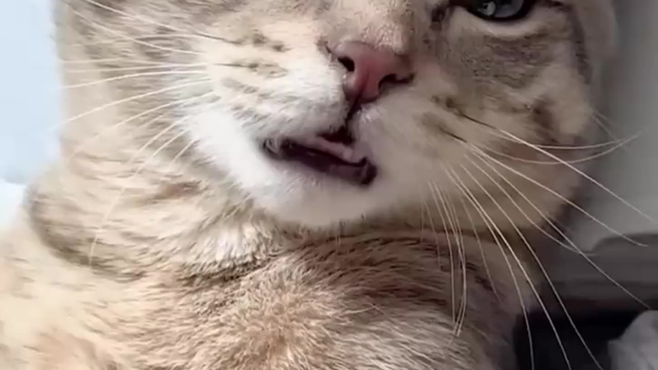 🤣Laugh Out Loud With These Funny Animal Videos🧡