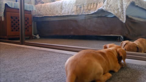 The puppy's reflection in front of the mirror makes him disoriented.