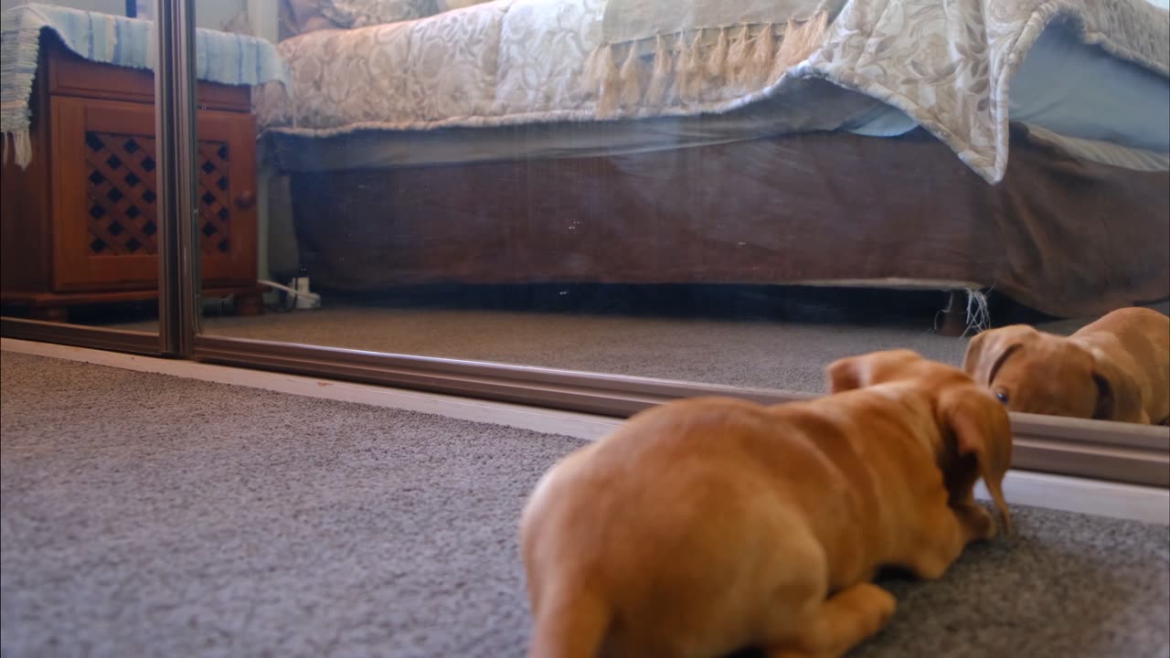 The puppy's reflection in front of the mirror makes him disoriented.