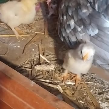 Next chicken mummy 🐔🐣🤍