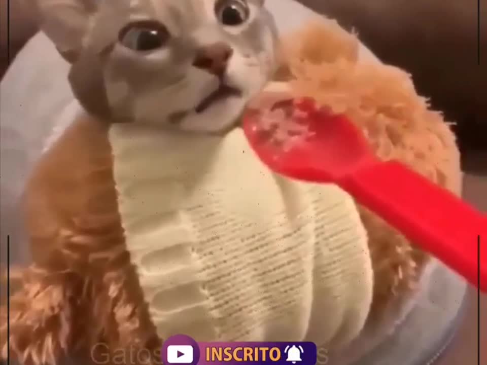 Funny cat reaction