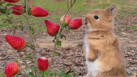 That's so amazing how your bunny loves strawberries