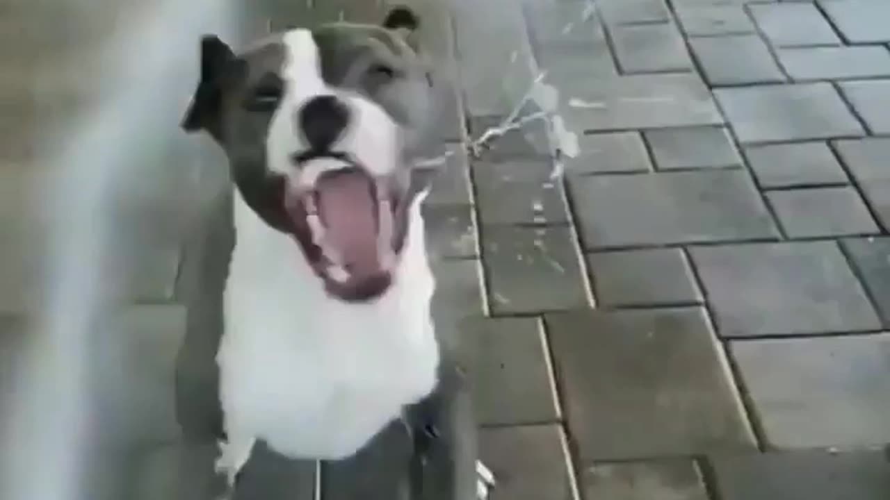 Cute Dongs playing with water