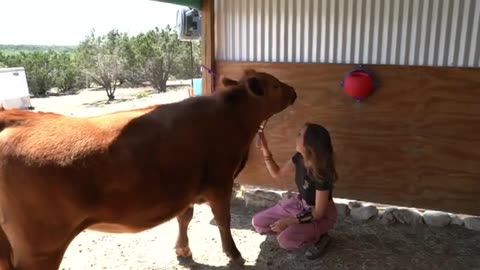 Animal massage viral video