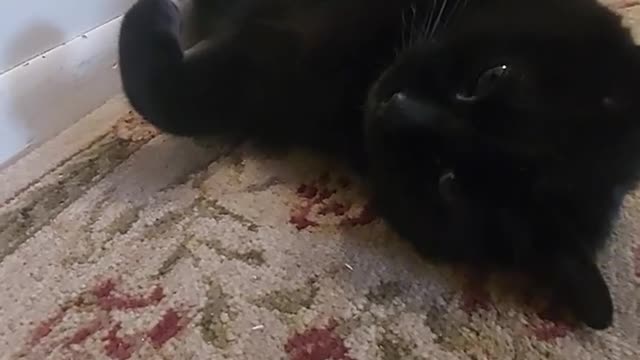Why is you laying like that? Just too adorable! 😍🐈‍⬛🥰