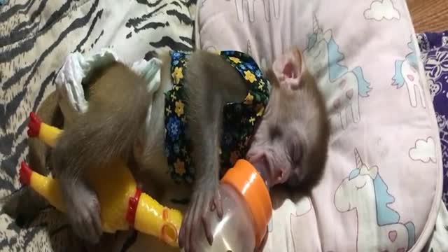 cute pet animal compilation - 27 #shorts