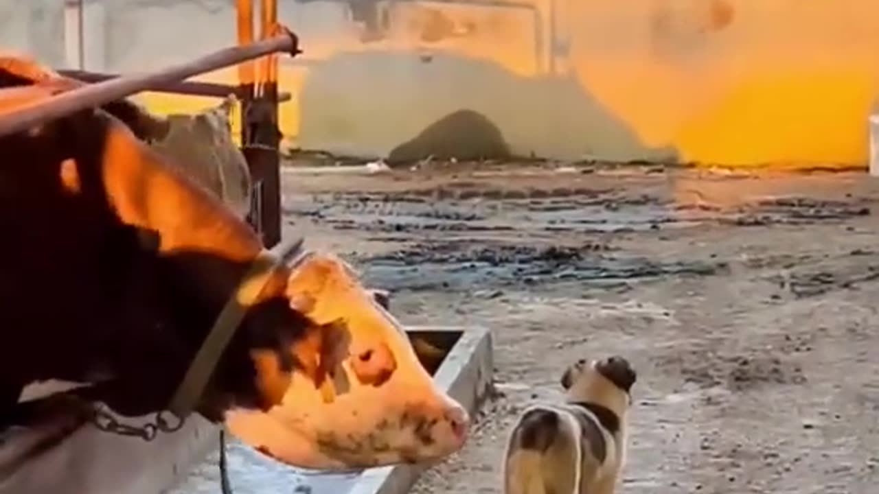 Funny animal