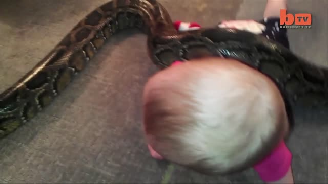 Baby catch snake python