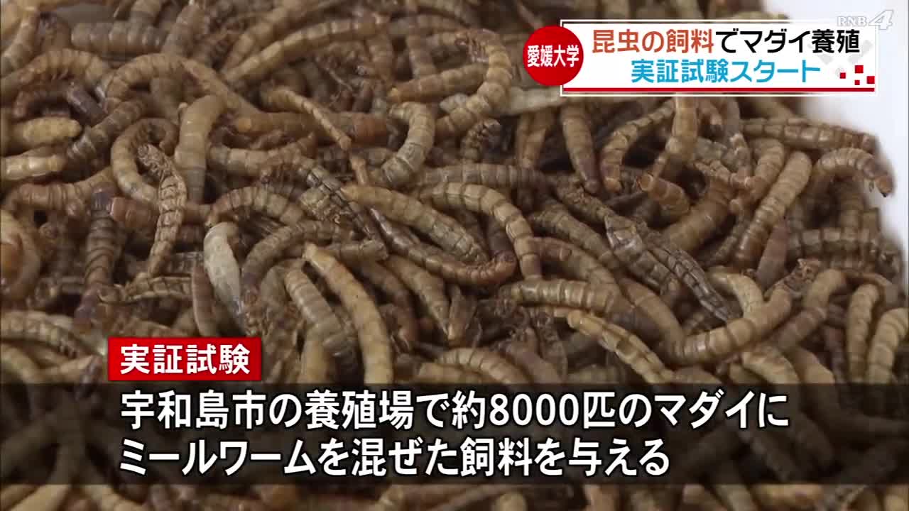 【注目】昆虫の飼料でマダイ養殖＜NEWS CH.4＞