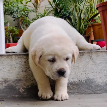 Cute animals dog barking video