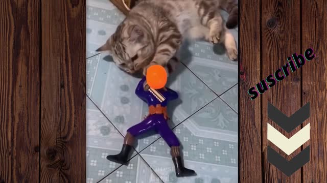 I prank my cat -soldier vs cats