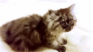Kitten Kneading