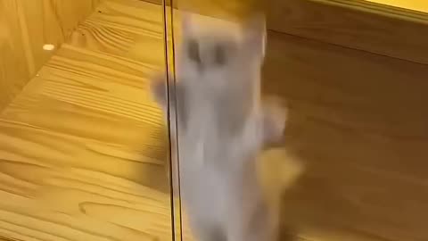 Cute cat