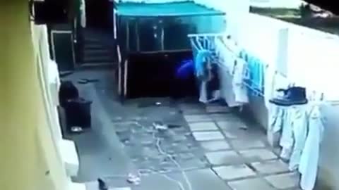 thief jumps over fence is greeted by guard dog