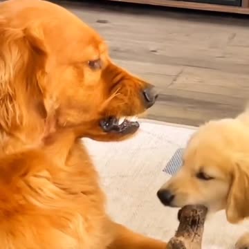 OH 😮 THE UNCONDITIONAL ❤️ LOVE AND PATIENCE OF A 🐕DOG