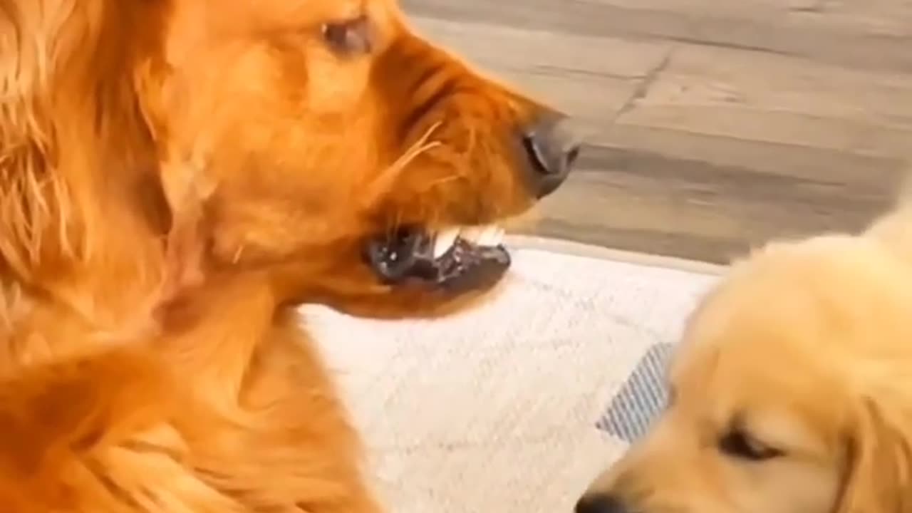OH 😮 THE UNCONDITIONAL ❤️ LOVE AND PATIENCE OF A 🐕DOG