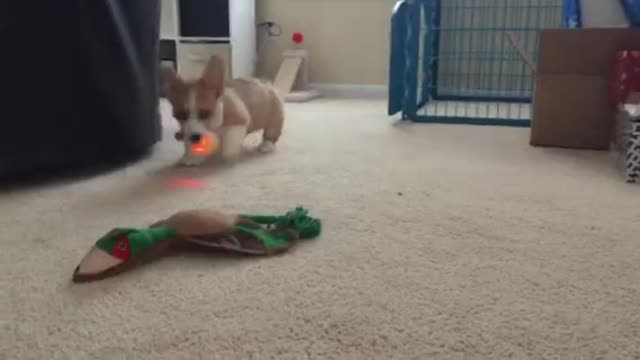 Corgi Ninja Focus Fetch