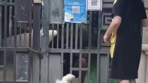 Dog Prank