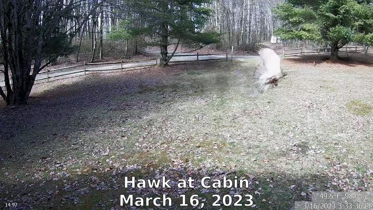 Hawk at the Cabin