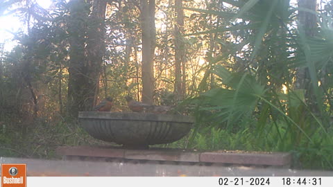 Well-fed robins heading north._1