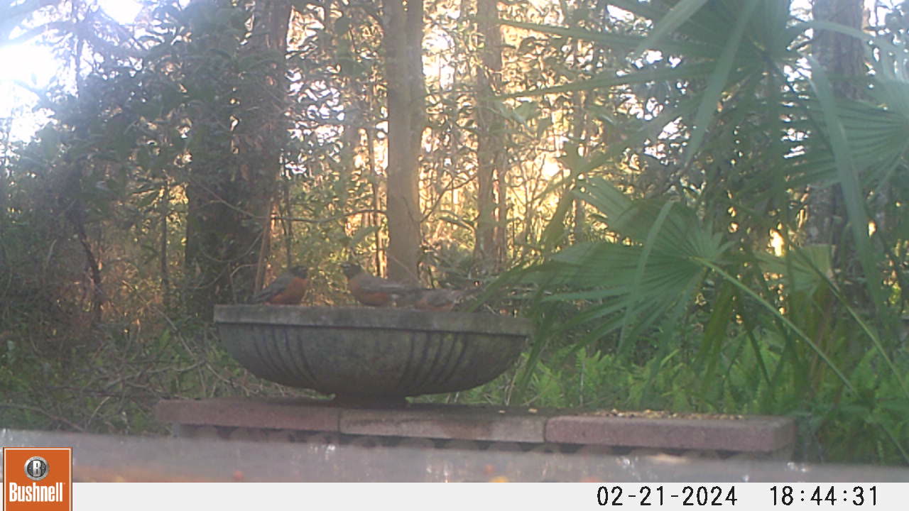 Well-fed robins heading north._1