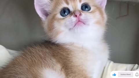 Funny Videos 2023#10 - Funniest Cats by Kitten Cut Cats