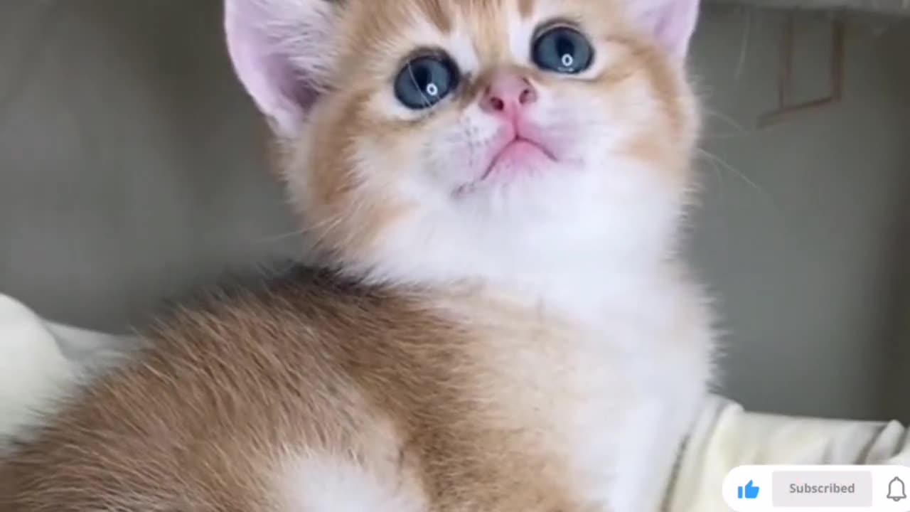 Funny Videos 2023#10 - Funniest Cats by Kitten Cut Cats
