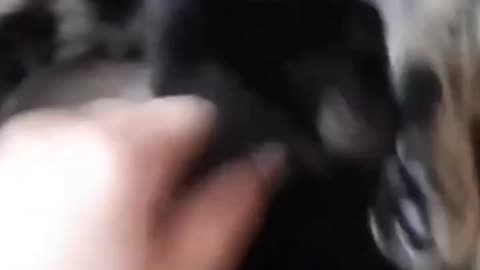 Are you Cat lover? | Cat released video please Follow mee 🥺