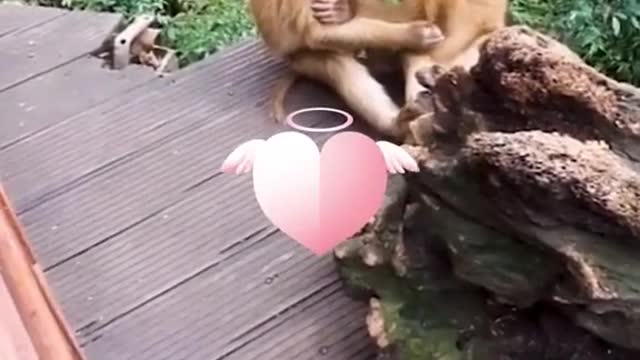 A voice-over for these two monkeys.