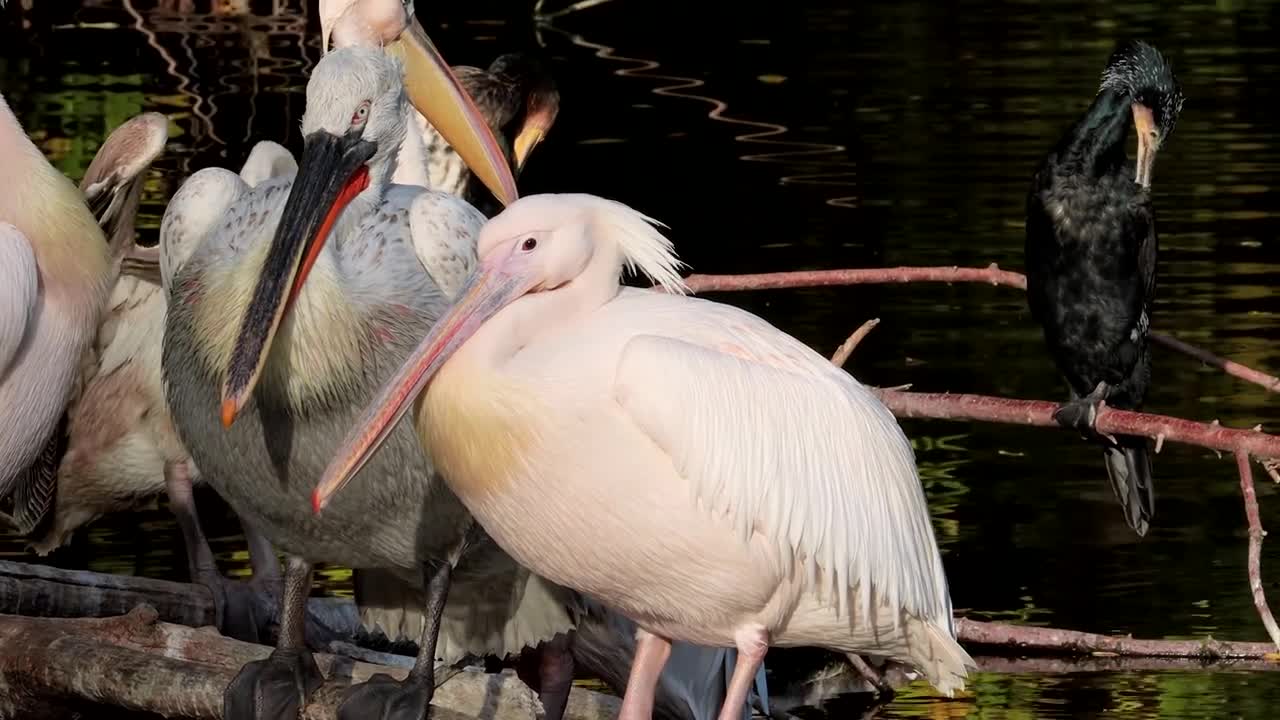 Pelican