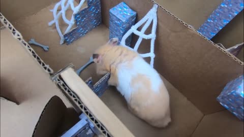 Hamster Escapes The Awesome Minecraft Maze With Underwater Obstacle Course1