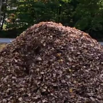 Cute dog funny video