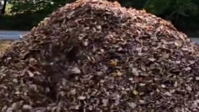 Cute dog funny video