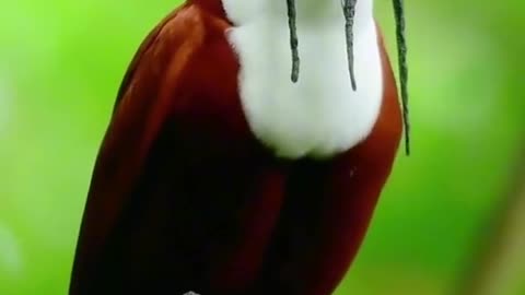 Wow amazing bird voice🥵